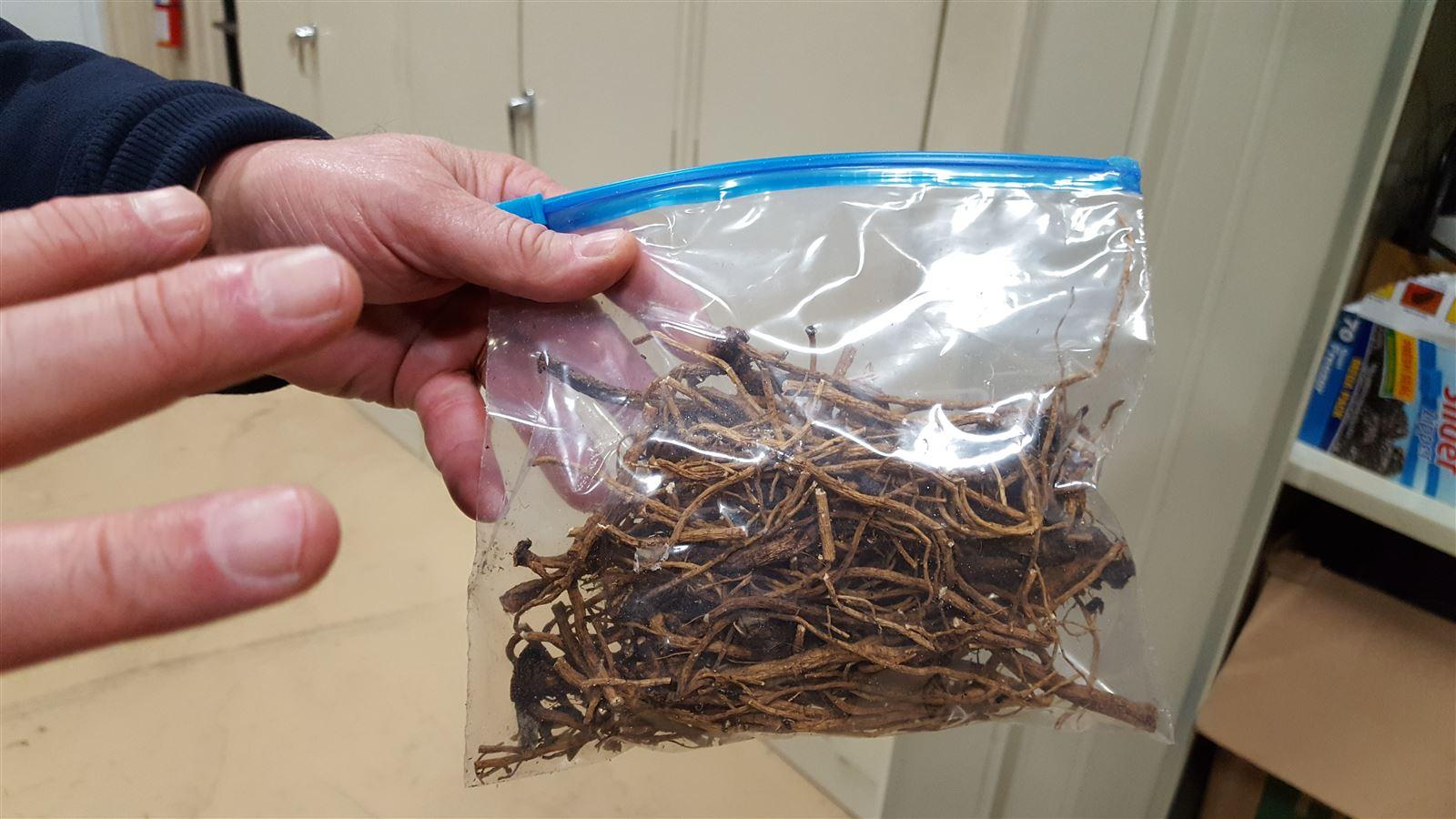 Dandelion Root